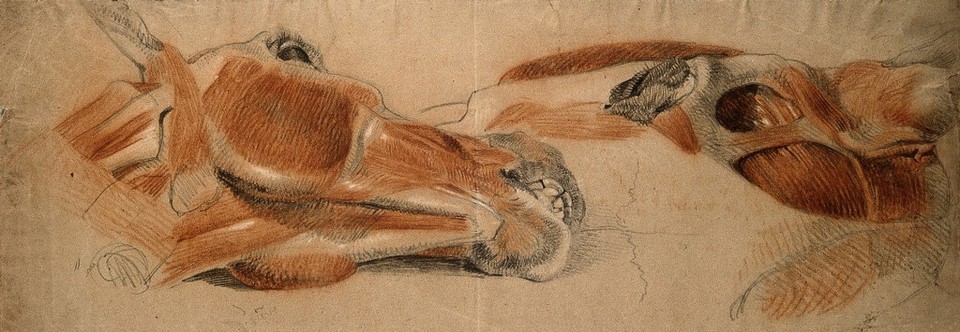 The muscles of the head of a horse, two studies. Red, black and white chalks, by C. Landseer, ca. 1815.