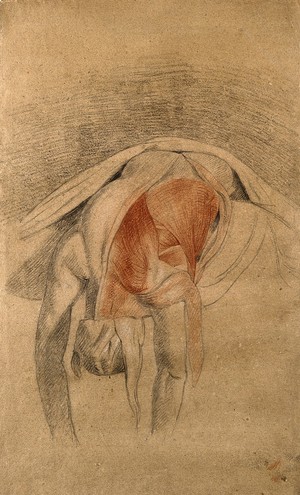 view Écorché cadaver lying prone, with arms and head hanging down, showing the muscles of the back and shoulder. Red, black and white chalk drawing, with pencil, by C. Landseer, ca. 1815.