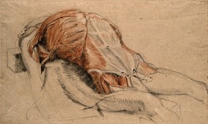 view Écorché cadaver lying supine, with the muscles of the thorax indicated. Black and red chalk drawing, by C. Landseer, ca. 1815.