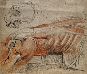 view Écorché cadaver lying prone, showing a right view of the muscles and bones of the side and back of the thorax and thighs, and a drawing of the bones of the pelvis. Black and red chalk drawing, by C. Landseer, ca. 1815.