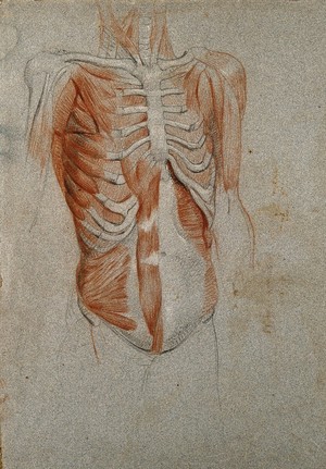view Écorché figure, showing the bones and muscles of the thorax. Black and red chalk drawing, by C. Landseer, ca. 1815.