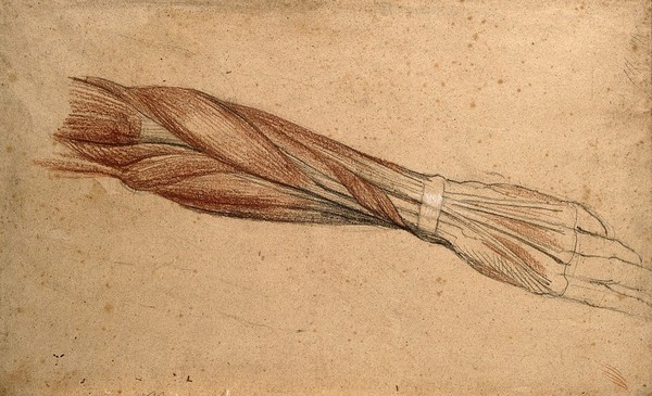 Muscles of the forearm and hand. Black, white and red chalk drawing, by C. Landseer, ca. 1815.