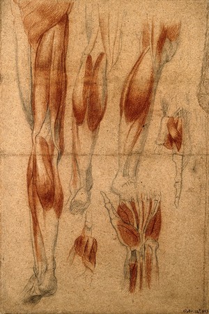 view Muscles of the leg and the hand: six figures. Black and red chalk drawing, by C. Landseer, 1815.