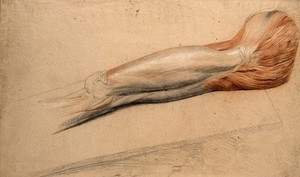 view Muscles of the upper leg and the groin: an écorché cadaver resting on a slab. Black, white and red chalk drawing, by C. Landseer, ca. 1815.