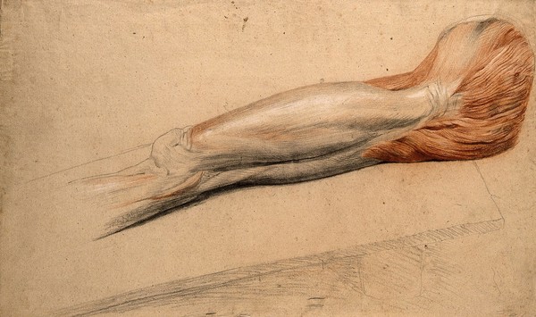 Muscles of the upper leg and the groin: an écorché cadaver resting on a slab. Black, white and red chalk drawing, by C. Landseer, ca. 1815.