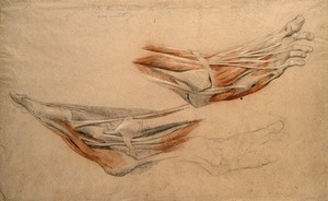 view Muscles and bones of the foot. Black and red chalk with pencil, by C. Landseer, ca. 1815.