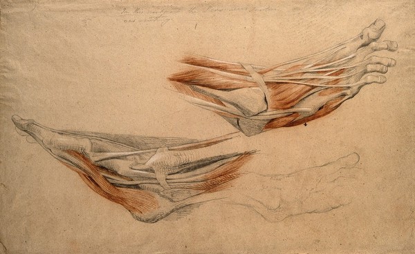 Muscles and bones of the foot. Black and red chalk with pencil, by C. Landseer, ca. 1815.