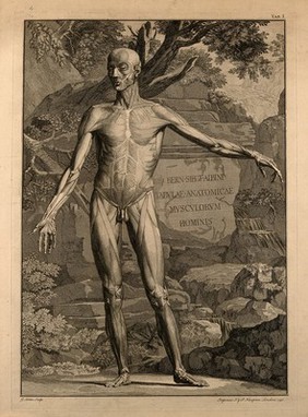 An écorché figure, front view, with left arm extended, showing the outermost layers of the muscles. Engraving by G. Scotin after B.S. Albinus, 1747.