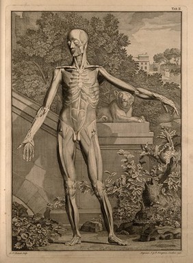 An écorché figure, front view, with left arm extended, showing the second order of the muscles. Engraving by L.P. Boitard after B.S. Albinus, 1747.