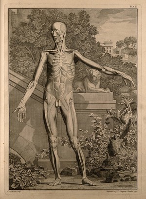view An écorché figure, front view, with left arm extended, showing the second order of the muscles. Engraving by L.P. Boitard after B.S. Albinus, 1747.