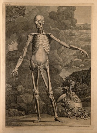 An écorché figure, front view, with left arm extended, showing the deep muscles and the bones. Engraving by C. Grignion after B.S. Albinus, 1747.