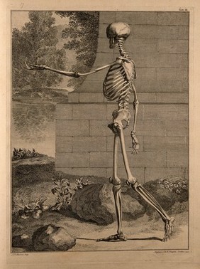 A standing skeleton, side view, with left arm extended. Engraving by S.F. Ravenet, after B.S. Albinus, 1747.