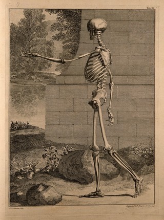 A standing skeleton, side view, with left arm extended. Engraving by S.F. Ravenet, after B.S. Albinus, 1747.