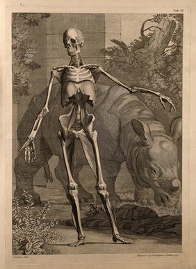 An écorché figure, front view, with left arm extended, showing the bones and the fourth order of muscles, with a grazing rhinoceros seen in the background. Engraving by C. Grignion after B.S. Albinus, 1747.