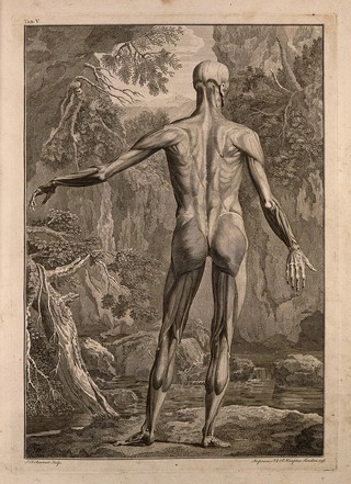 An écorché figure, back view, with left arm extended, showing the bones and the muscles, with a stream in the background. Engraving by S.F. Ravenet after B.S. Albinus, 1748.
