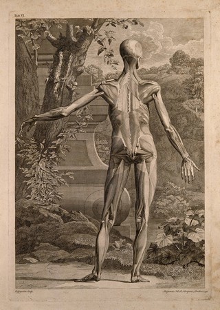 An écorché figure, back view, with left arm extended, showing the bones and the muscles, with a tomb and a hilly landscape in the background. Engraving by C. Grignion after B.S. Albinus, 1748.