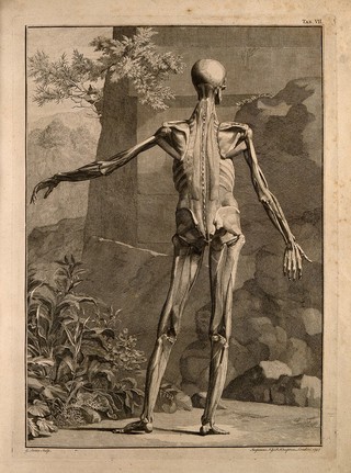 An écorché figure, back view, with left arm extended, showing the bones and the muscles, with a wall and a rocky landscape in the background. Engraving by G. Scotin after B.S. Albinus, 1747.