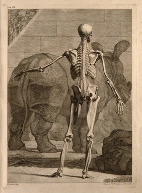 An écorché figure, back view, with left arm extended, showing the bones and the muscles, with a rhinoceros in the background. Engraving by C. Grignion after B.S. Albinus, 1748.