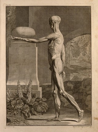 An écorché figure, side view, with left arm extended, showing the bones and the muscles, with a tomb and an arch in the background. Engraving by L.P. Boitard after B.S. Albinus, 1748.