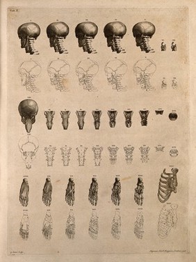 Bones and muscles of the neck, foot and ribcage. Engraving by G. Scotin after B.S. Albinus, 1748.