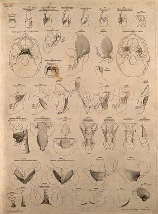 Muscles of the head, neck, and pelvis. Engraving by C. Grignion after B.S. Albinus, 1748.