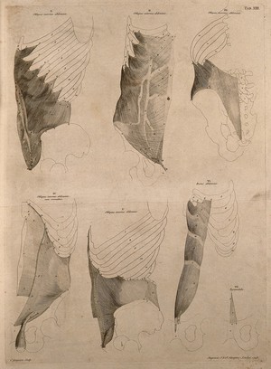 view Muscles of the rib-cage. Engraving by C. Grignion after B.S. Albinus, 1748.