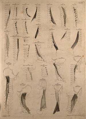 view Muscles and bones of the vertebral column. Engraving by C. Grignion after B.S. Albinus, 1748.