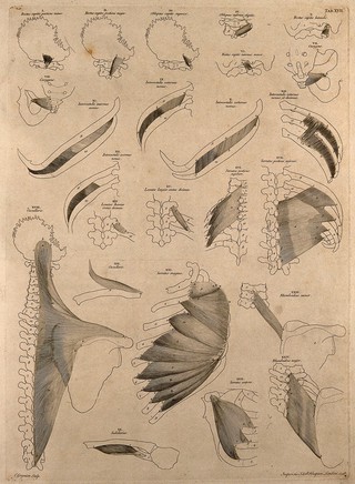 Muscles and bones of the head and trunk. Engraving by C. Grignion after B.S. Albinus, 1748.