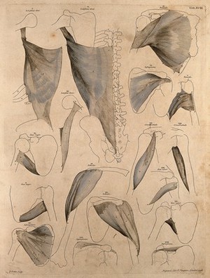 view Muscles and bones of the trunk and shoulder. Engraving by G. Scotin after B.S. Albinus, 1748.