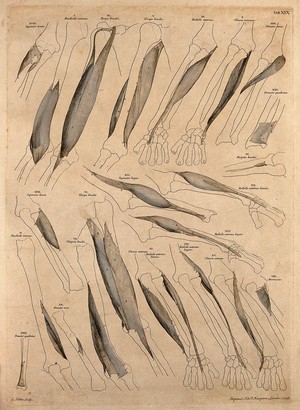 view Muscles and bones of the upper arm and forearm. Engraving by G. Scotin after B.S. Albinus, 1748.