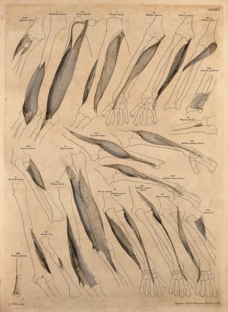 Muscles and bones of the upper arm and forearm. Engraving by G. Scotin after B.S. Albinus, 1748.