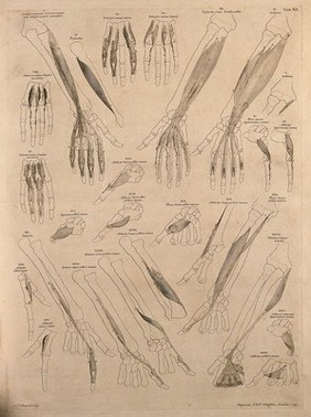 Muscles and bones of the forearm and hand. Engraving by L. P. Boitard after B.S. Albinus, 1749.