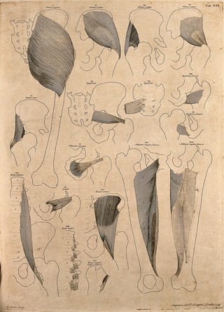 Muscles and bones of the pelvis and thigh. Engraving by G. Scotin after B.S. Albinus, 1749.