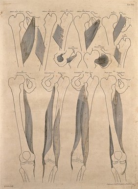 Muscles and bones of the thigh. Engraving by G. Scotin after B.S. Albinus, 1749.