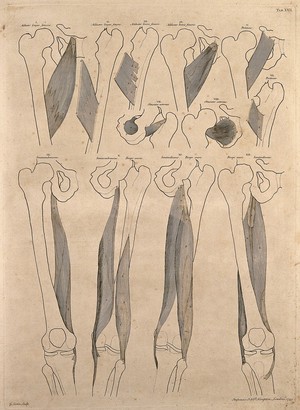 view Muscles and bones of the thigh. Engraving by G. Scotin after B.S. Albinus, 1749.