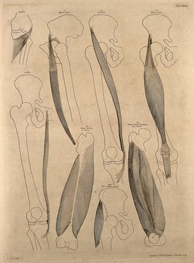 Muscles and bones of the thigh. Engraving by G. Scotin after B.S. Albinus, 1749.