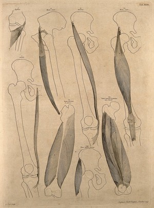 view Muscles and bones of the thigh. Engraving by G. Scotin after B.S. Albinus, 1749.