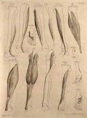 view Muscles and bones of the leg and foot. Engraving by G. Scotin after B.S. Albinus, 1748.