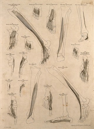 Muscles and bones of the leg and foot. Engraving by G. Scotin after B.S. Albinus, 1748.