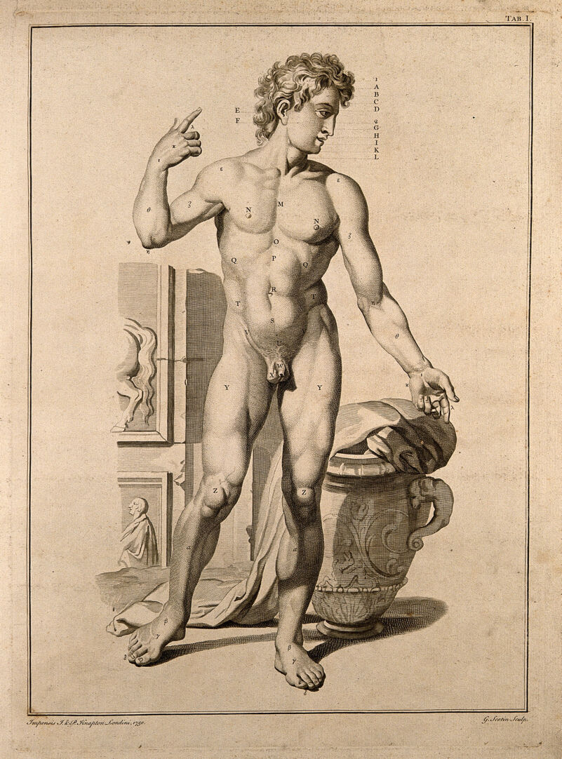 Superficial anatomy of the man. Engraving by G. Scotin after G. Bidloo, 1750., 1750, by Govert Bidloo