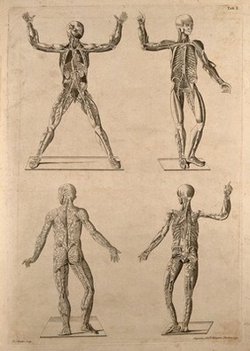 Anatomy of blood-vessels: four figures (two above anterior, two below posterior). Engraving by J.S. Muller after B. Eustachius, 1750.