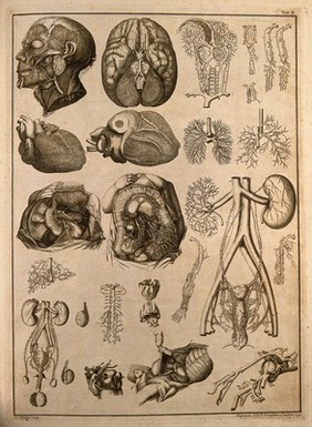 Anatomy of blood-vessels and nerves of the head and the viscera: twenty-six figures. Engraving by J.S. Muller, 1750.