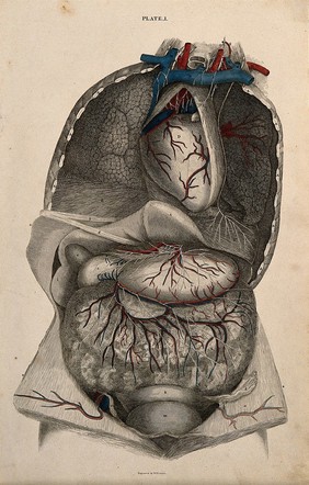 Thorax and abdomen: a dissection, with blood-vessels and nerves indicated in red and blue. Coloured line engraving by W.H. Lizars, 1822/1826.