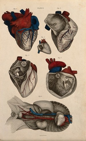 view Heart: six figures, with blood-vessels and nerves indicated in red and blue. Coloured line engraving by W.H. Lizars, 1822/1826.