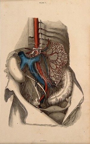 view Female pelvis: dissection, with blood-vessels and nerves indicated in red and blue. Coloured line engraving by W.H. Lizars, 1822/1826.