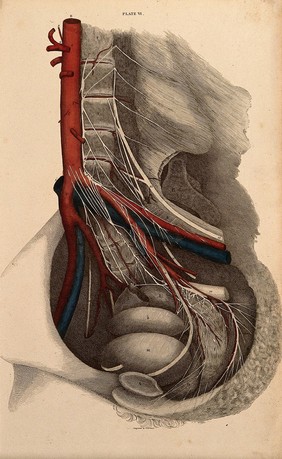 Abdominal cavity: dissection, with blood-vessels and nerves indicated in red and blue. Coloured line engraving by W.H. Lizars, 1822/1826.