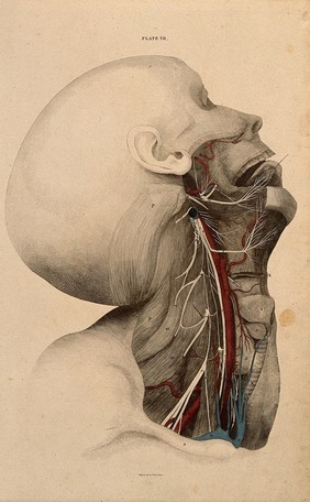 Neck and face: dissection, with blood-vessels and nerves indicated in red and blue. Coloured line engraving by W.H. Lizars, 1822/1826.