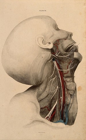 view Neck and face: dissection, with blood-vessels and nerves indicated in red and blue. Coloured line engraving by W.H. Lizars, 1822/1826.