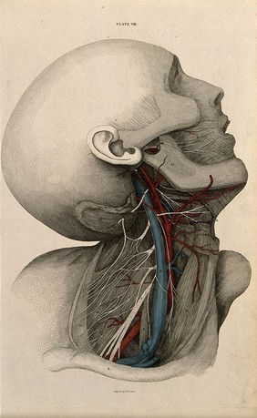 Neck and face: dissection, with blood-vessels and nerves indicated in red and blue. Coloured line engraving by W.H. Lizars, 1822/1826.