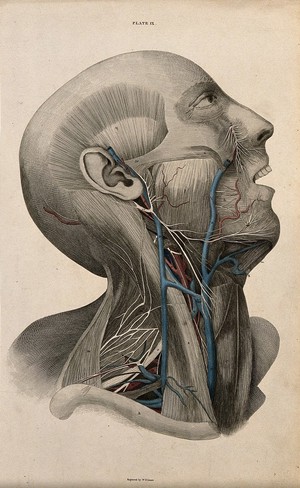 view Head and face: dissection, with blood-vessels and nerves indicated in red and blue. Coloured line engraving by W.H. Lizars, 1822/1826.